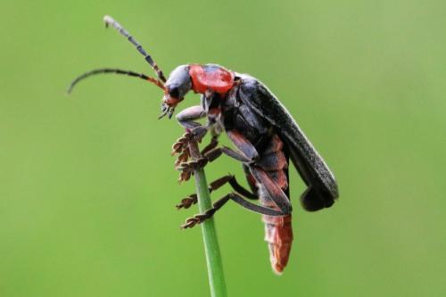 Réf. 302 804 : Cantharis rustica